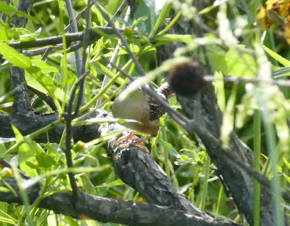 Sedge Wren - ML487409361
