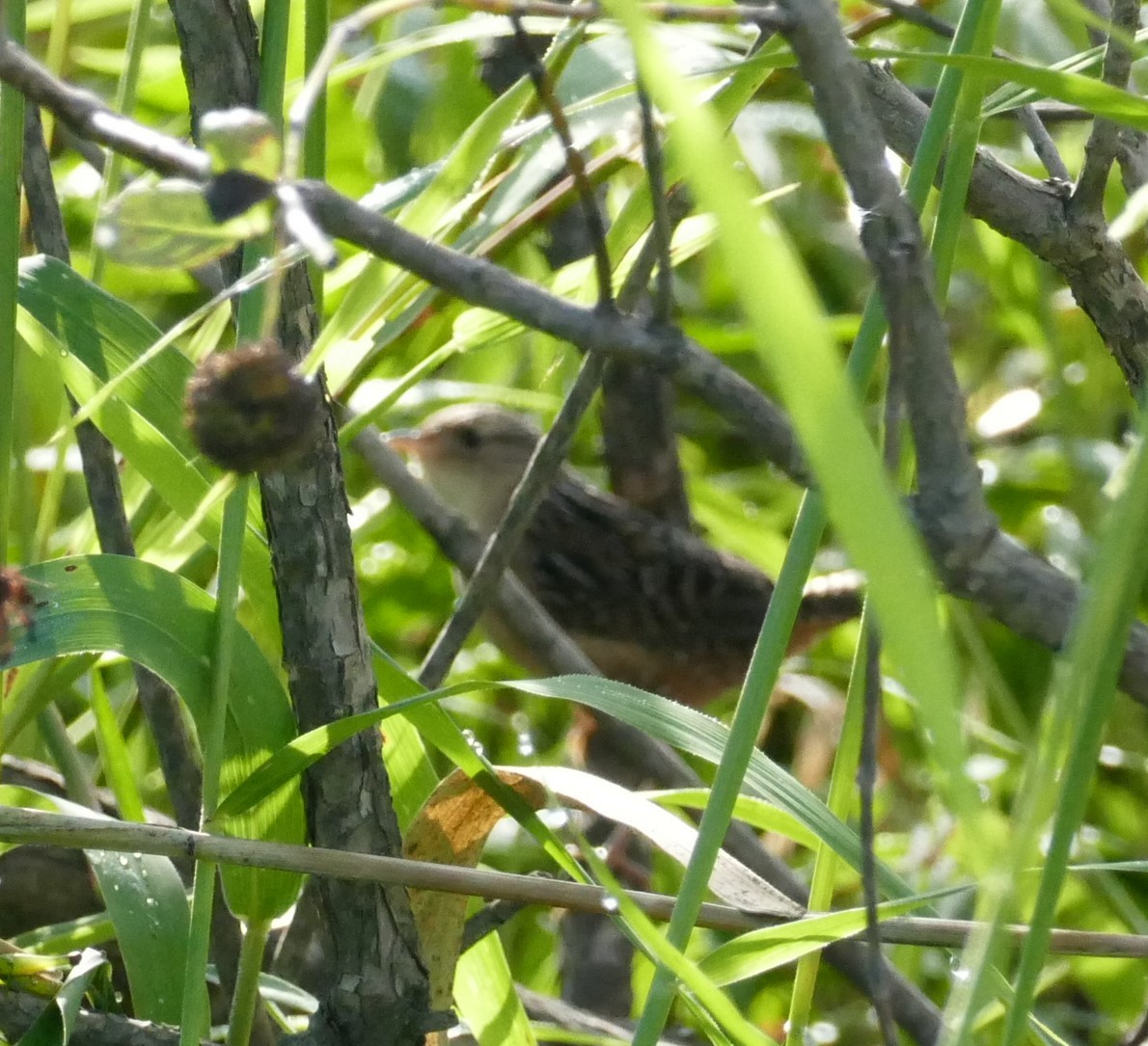 Sedge Wren - ML487409371