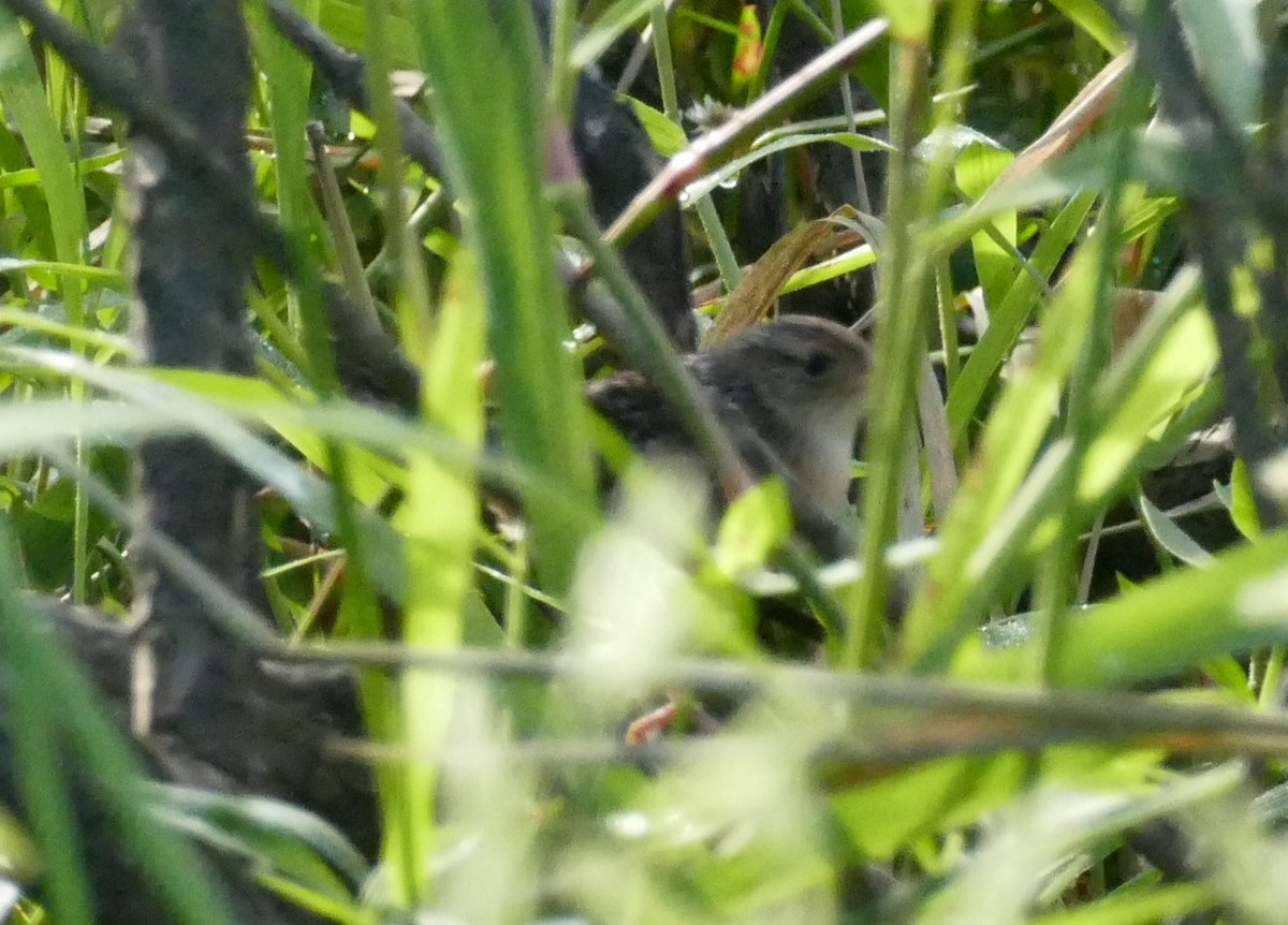 Sedge Wren - ML487409391