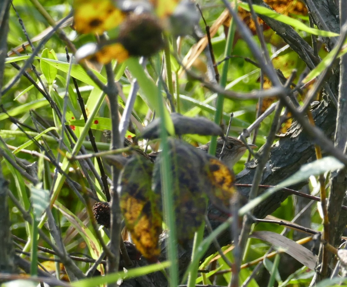 Sedge Wren - ML487409401