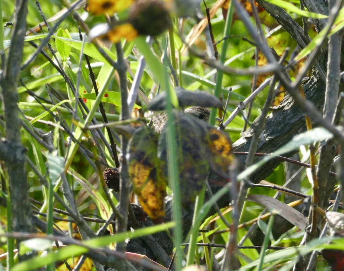 Sedge Wren - ML487409411