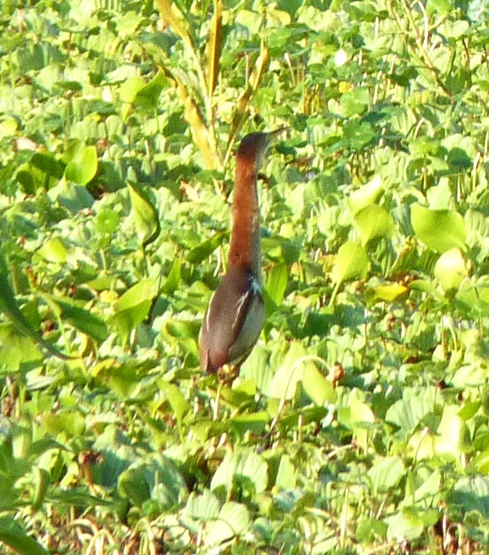 Least Bittern - ML487409891