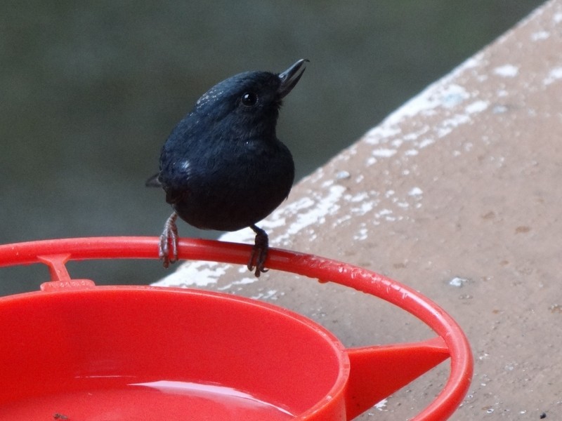 White-sided Flowerpiercer - ML48740991