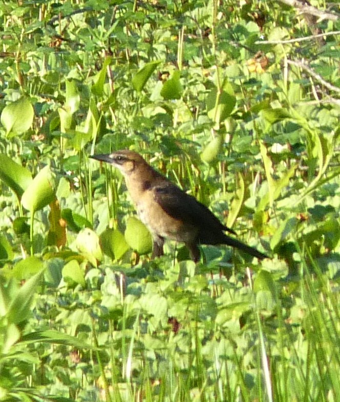 Boat-tailed Grackle - ML487409931