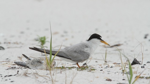 Least Tern - ML487410