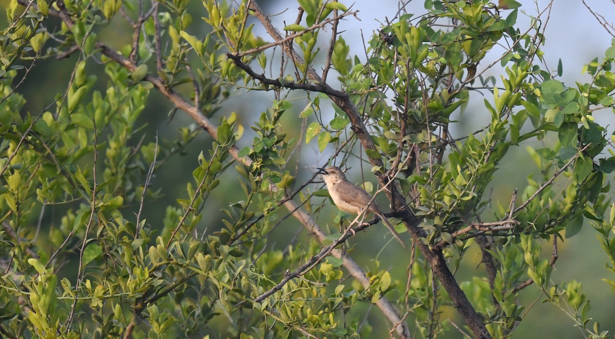 Prinia Selvática - ML487410051