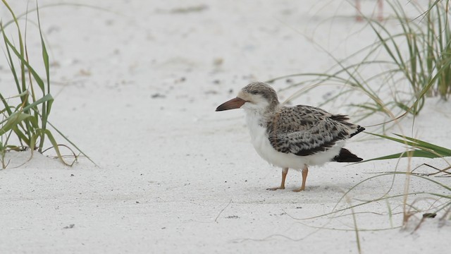 Black Skimmer (niger) - ML487411