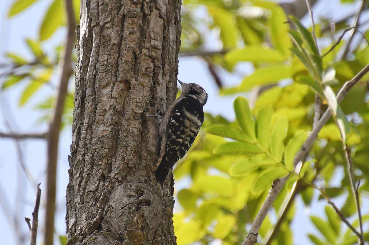 Lesser Spotted Woodpecker - ML487411461