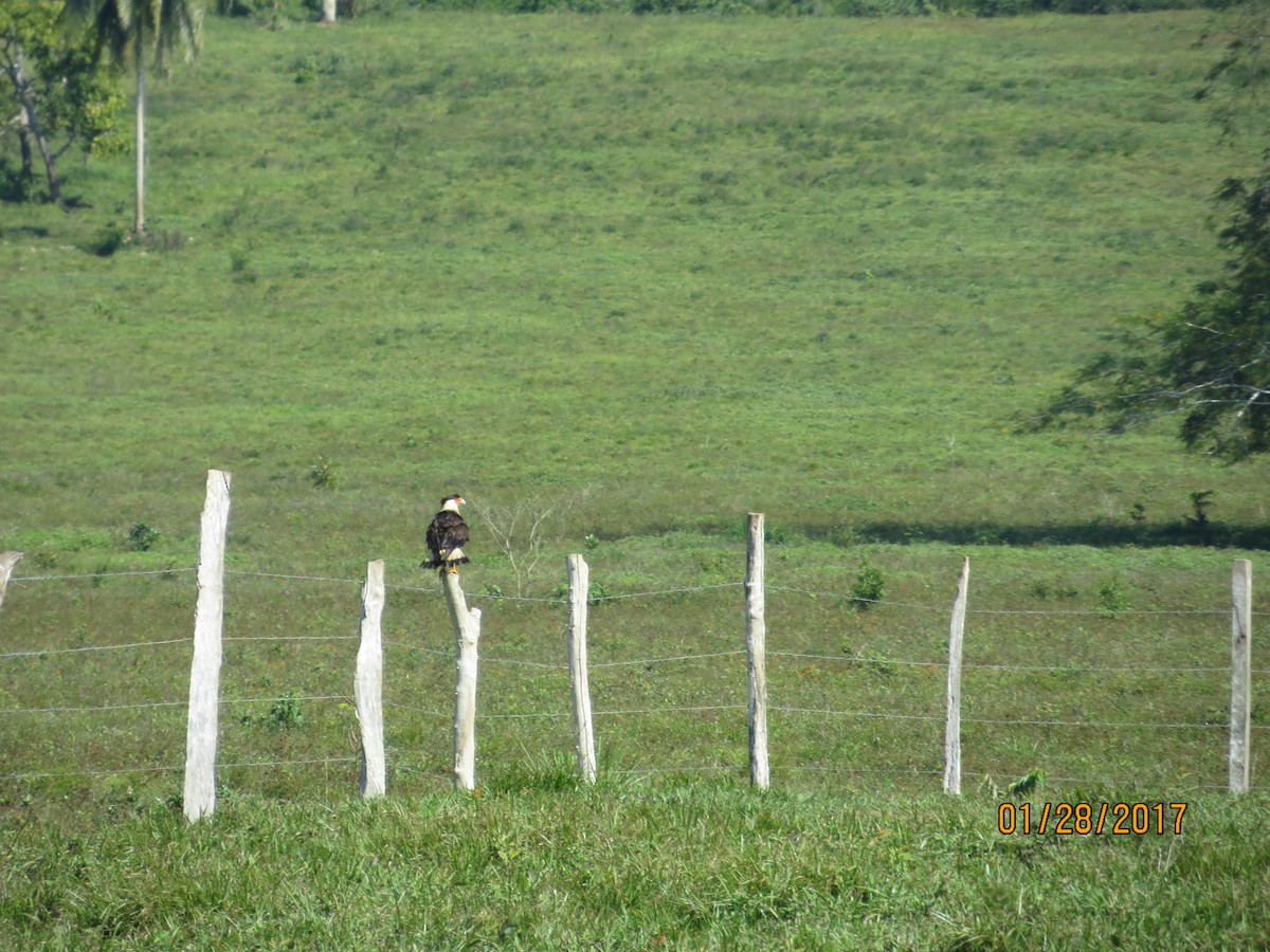 Crested Caracara (Northern) - ML48741161