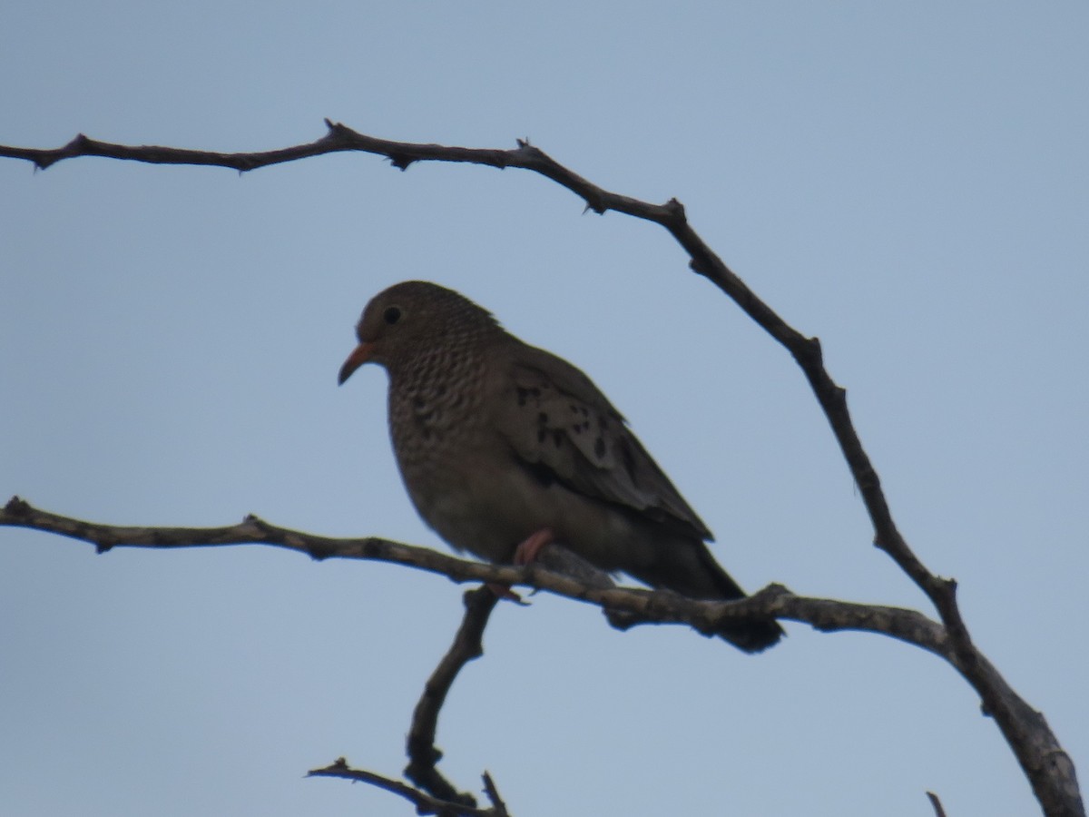 Common Ground Dove - ML487412011