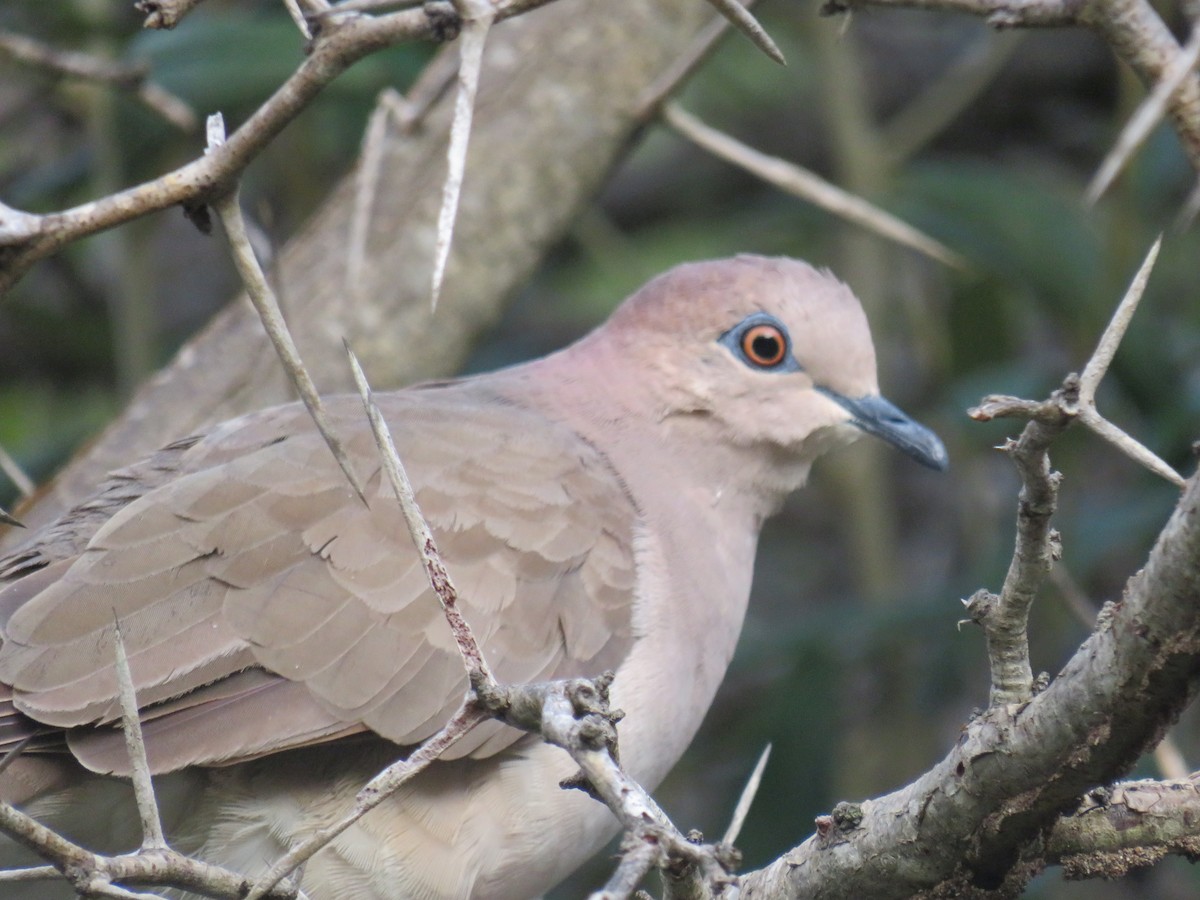 White-tipped Dove - ML487412101