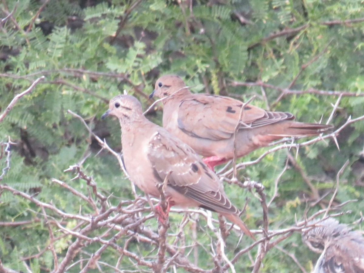 Eared Dove - ML487412321