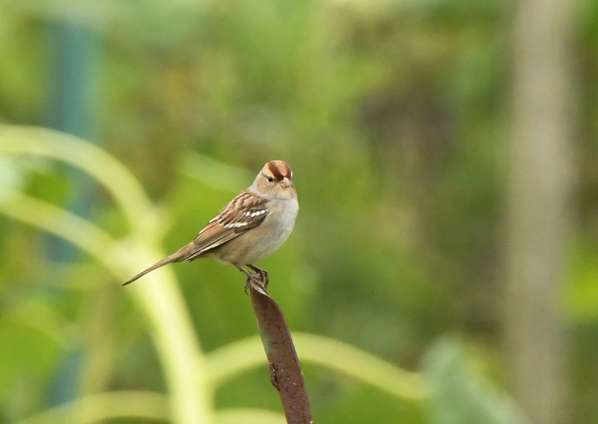 White-crowned Sparrow - ML487412531