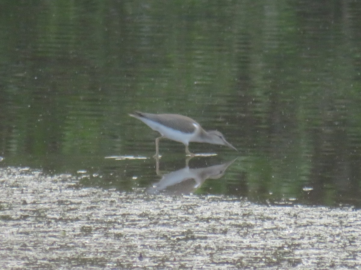 Spotted Sandpiper - ML487412891