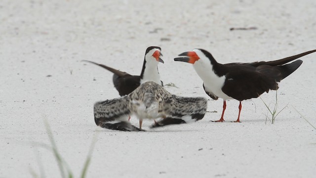 Black Skimmer (niger) - ML487413