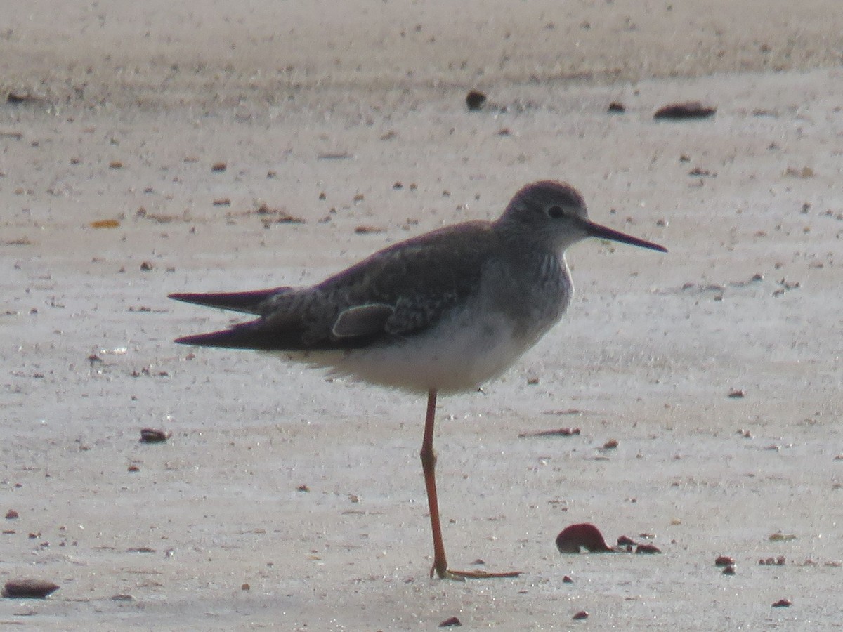 Greater Yellowlegs - ML487413041