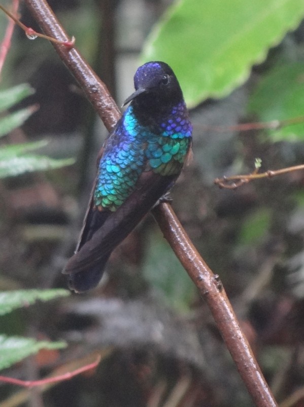 kolibřík hyacintový - ML48741371