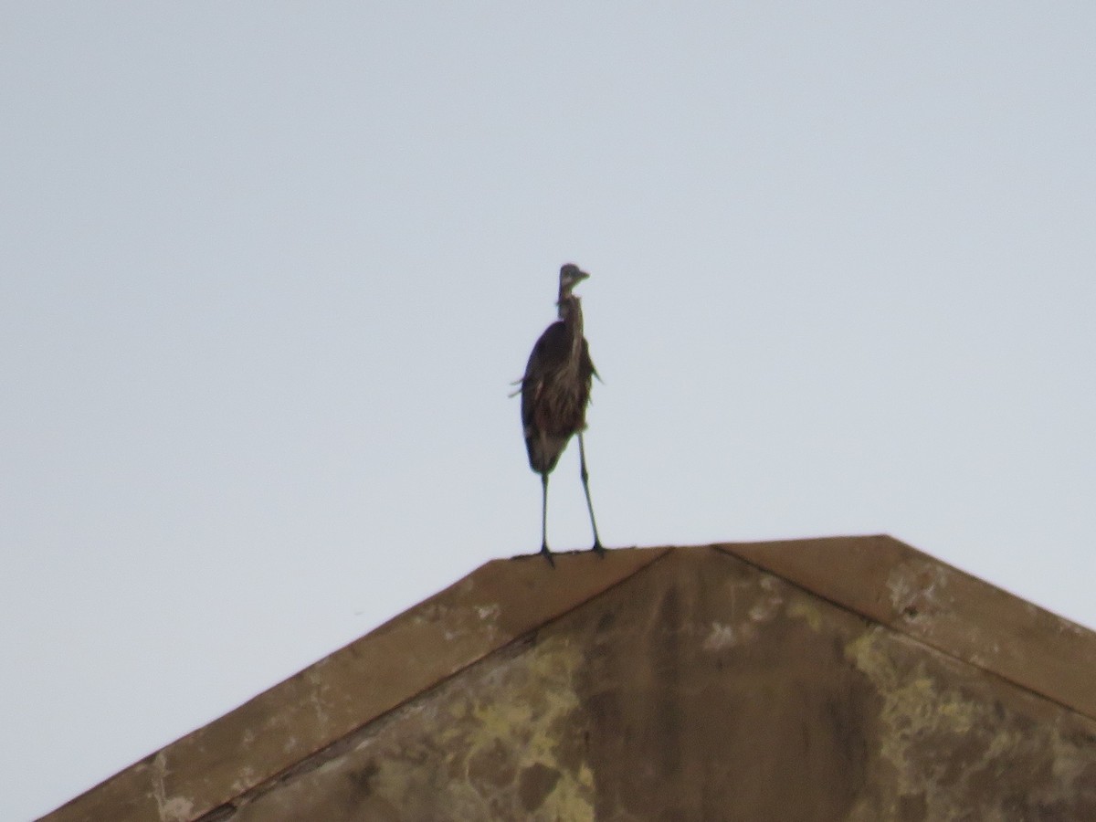 Great Blue Heron - ML487413721