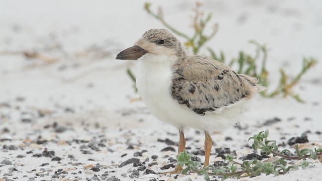 Black Skimmer (niger) - ML487414