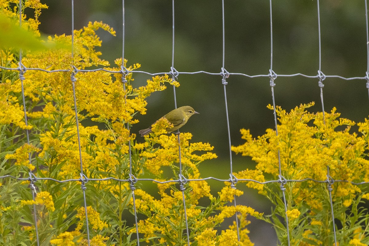 Tennessee Warbler - Adam Farid