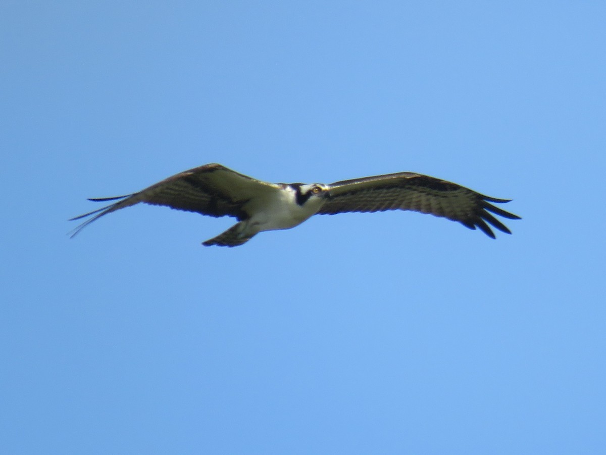 Balbuzard pêcheur - ML487414691