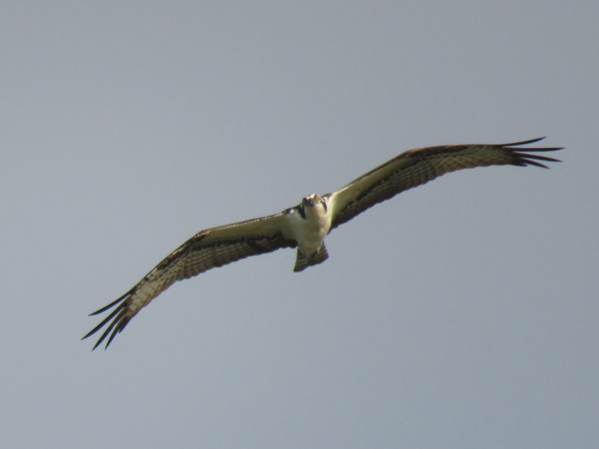 Águila Pescadora - ML487414701