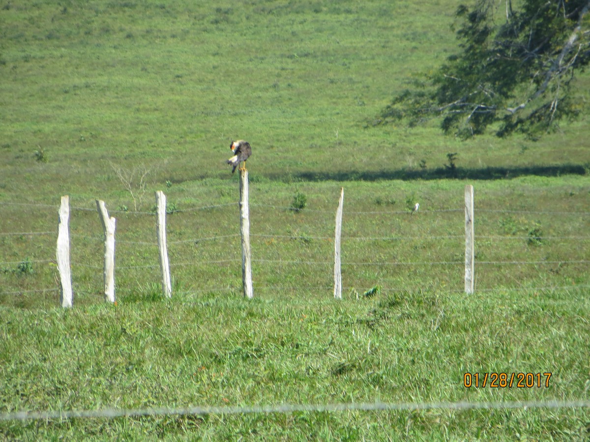 Crested Caracara (Northern) - ML48741481