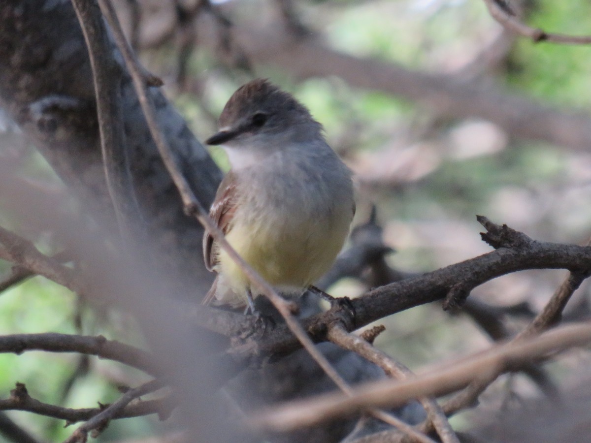 Northern Scrub-Flycatcher - ML487415571