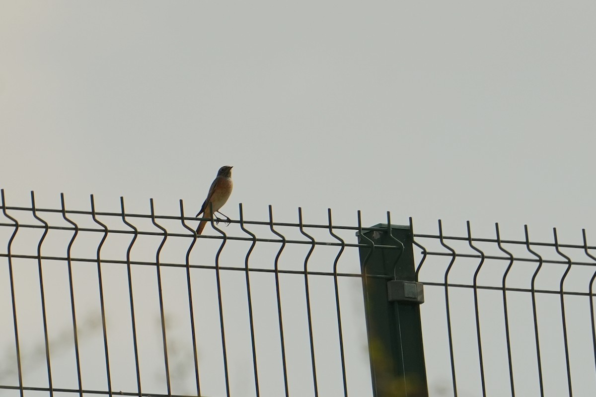 Common Redstart - ML487417161