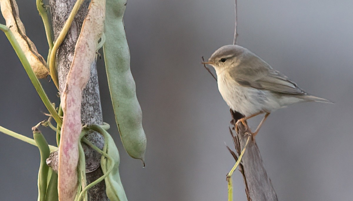 Common Chiffchaff - ML487417481