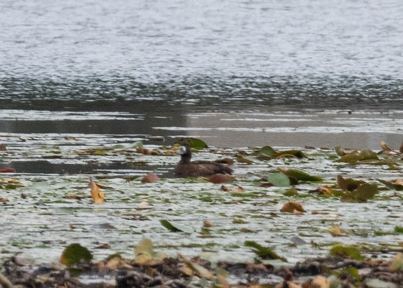 Lesser Scaup - ML487417661