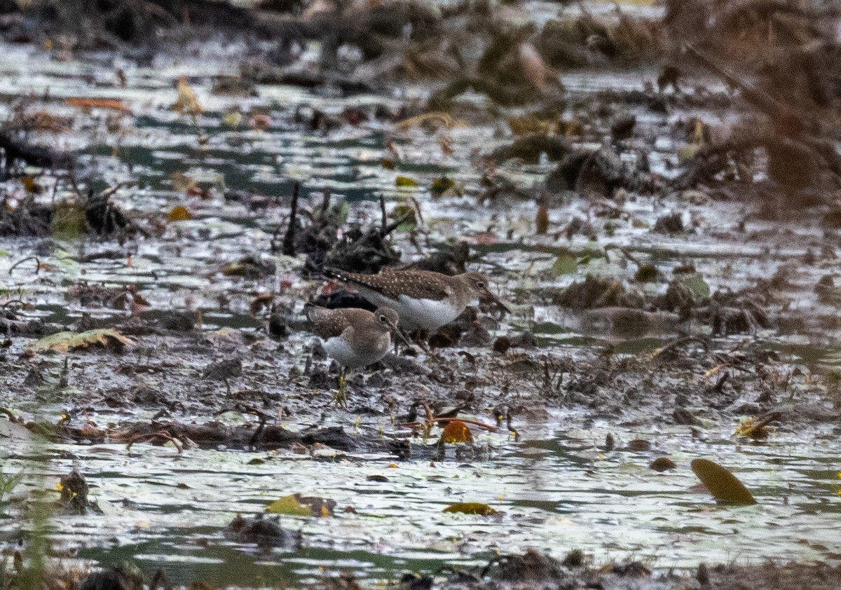 Solitary Sandpiper - ML487417971