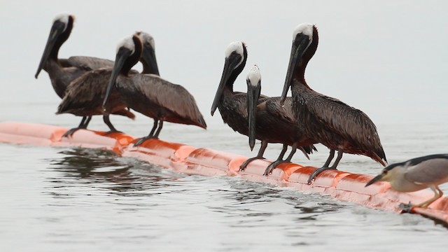 Brown Pelican - ML487418