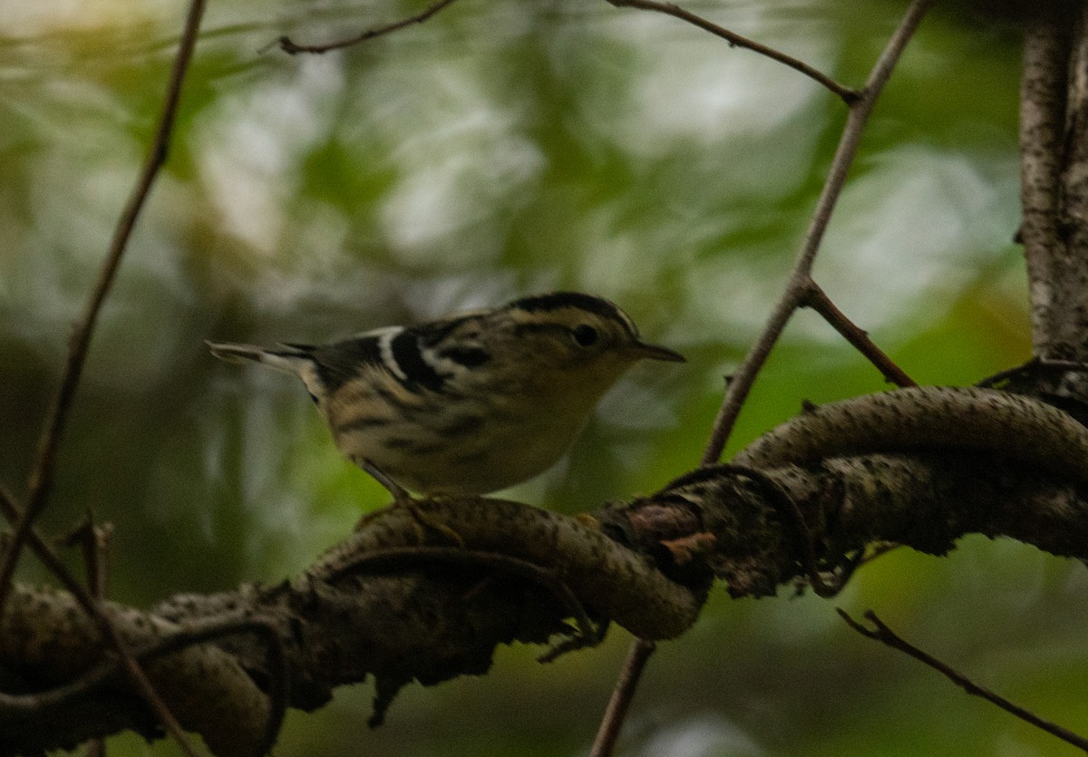 Black-and-white Warbler - ML487418111