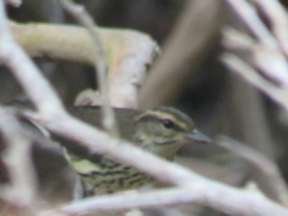 Northern Waterthrush - ML487418901