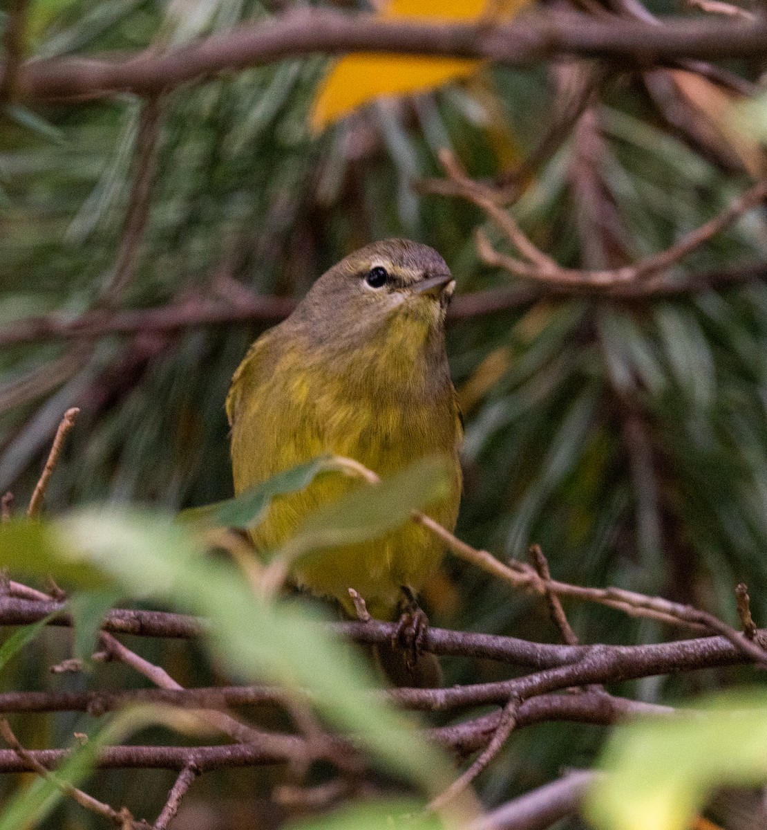 Orange-crowned Warbler - ML487418911