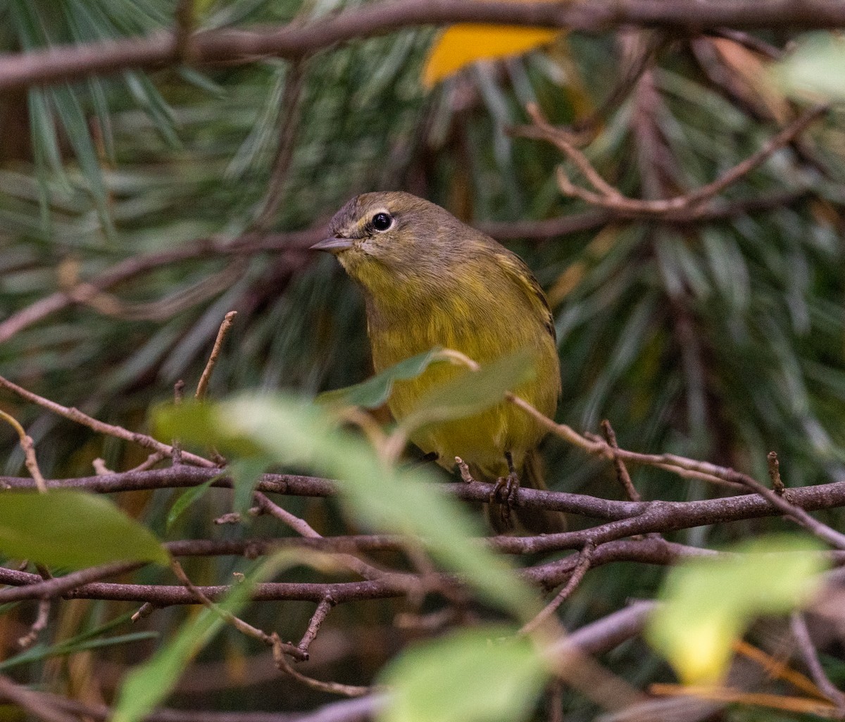 Orange-crowned Warbler - ML487419041