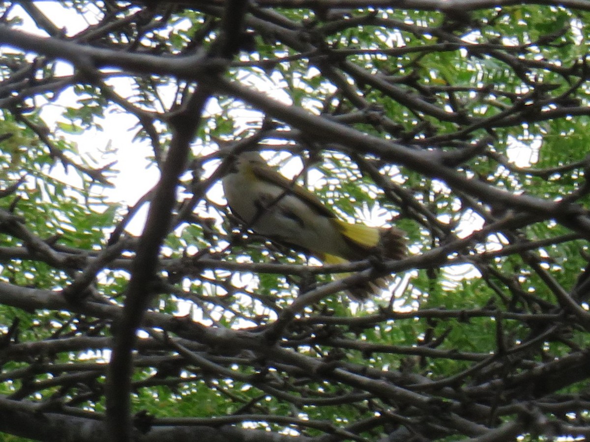 American Redstart - Matthias van Dijk