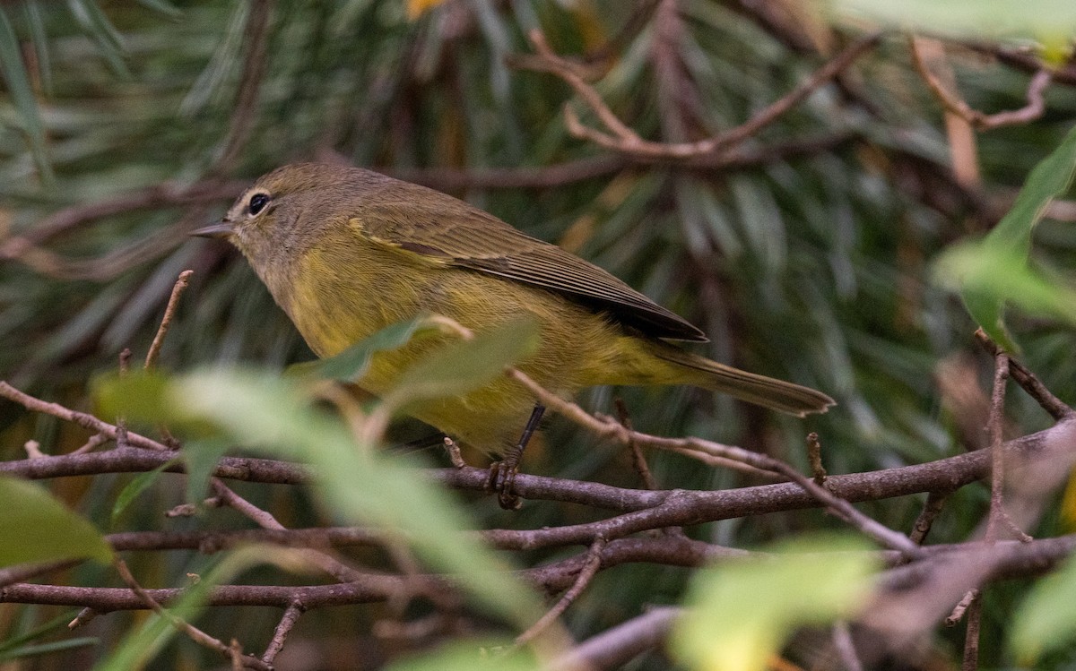 Orange-crowned Warbler - ML487419321