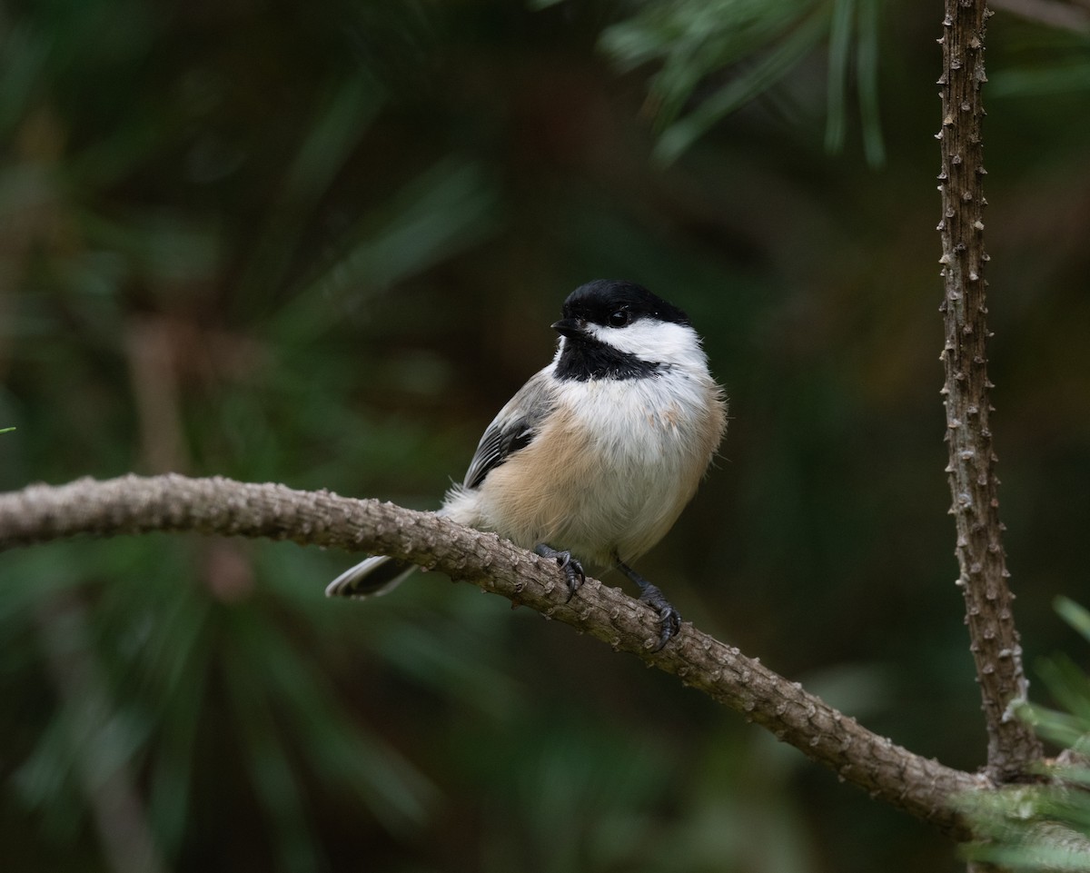 Black-capped Chickadee - ML487420121