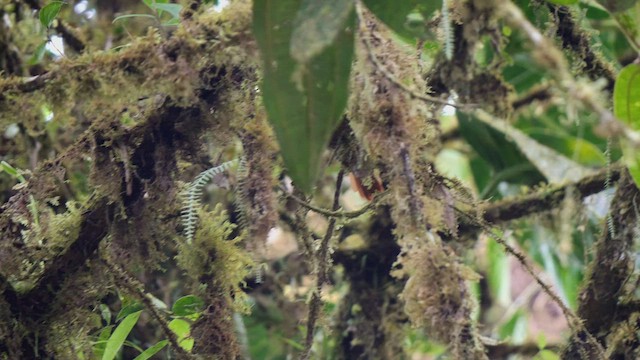 Scaly-throated Foliage-gleaner - ML487420421