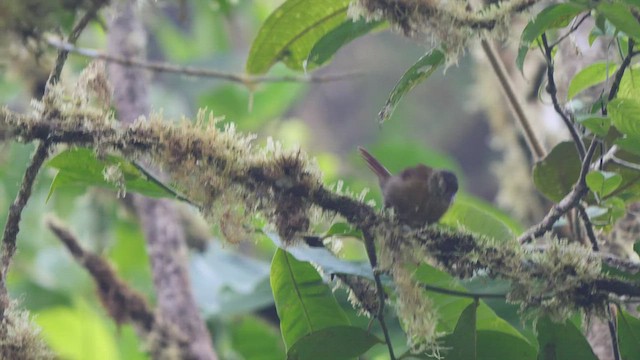 Scaly-throated Foliage-gleaner - ML487420441