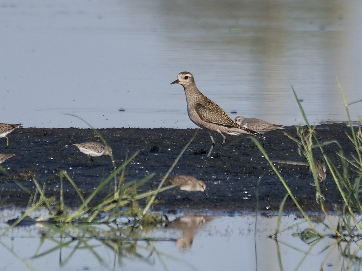 American Golden-Plover - Jeff Osborne