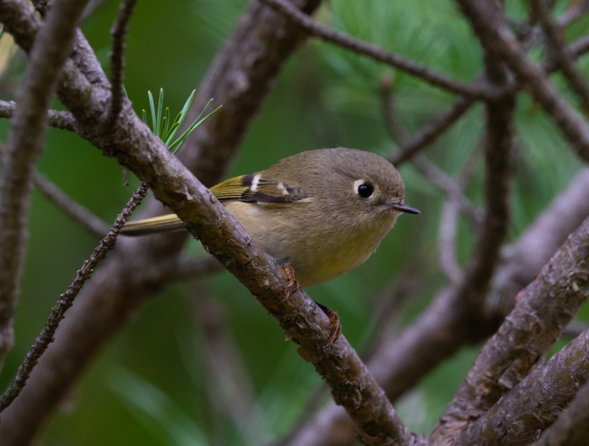 Ruby-crowned Kinglet - ML487420521