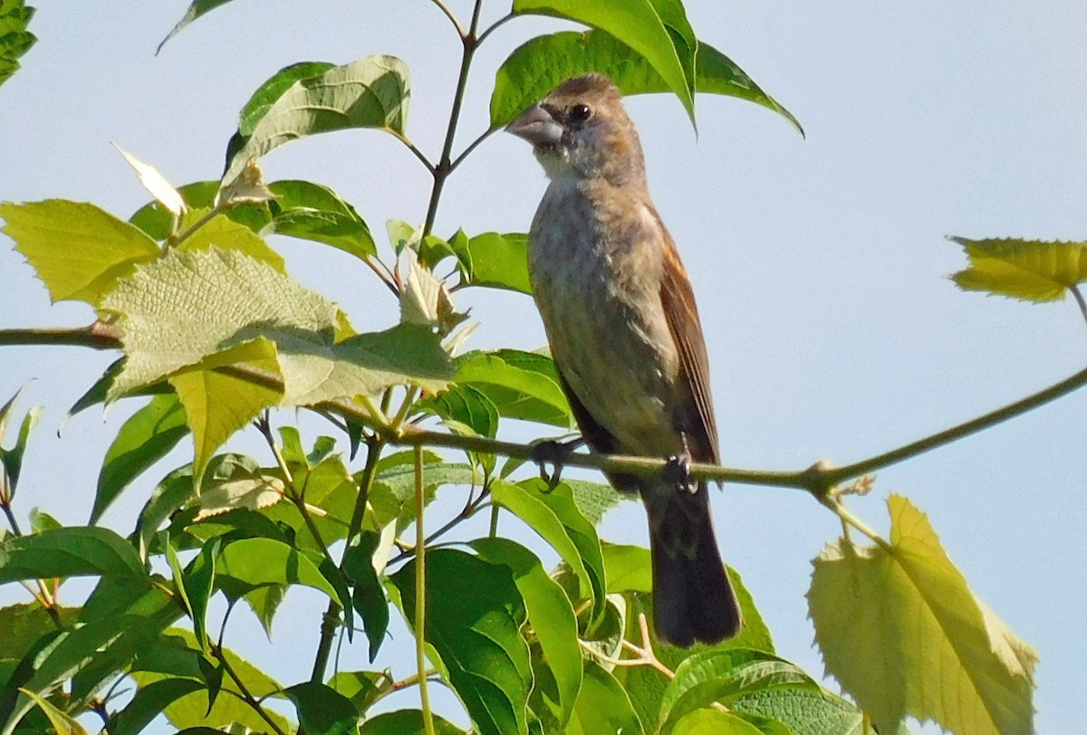 Blue Grosbeak - Kathy Rhodes