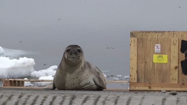 Southern Elephant Seal - ML487421