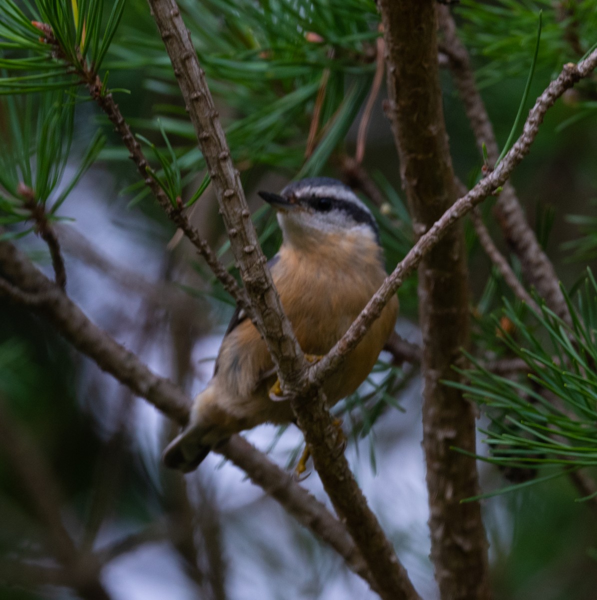 Red-breasted Nuthatch - ML487421141