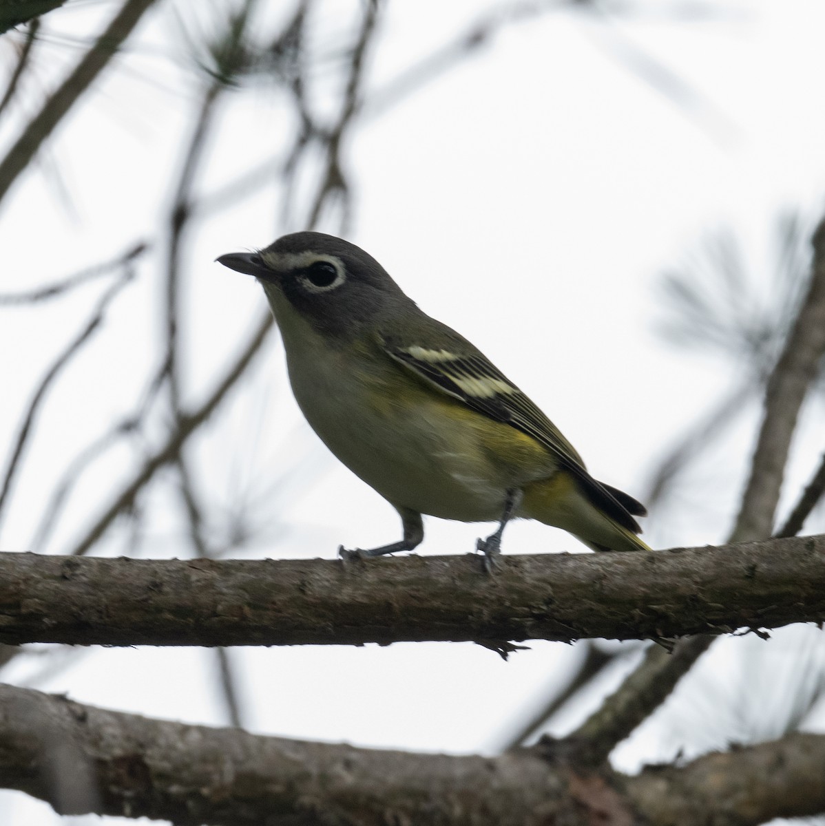 Vireo Solitario - ML487421801