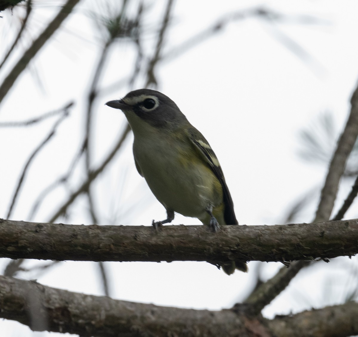 Vireo Solitario - ML487421981