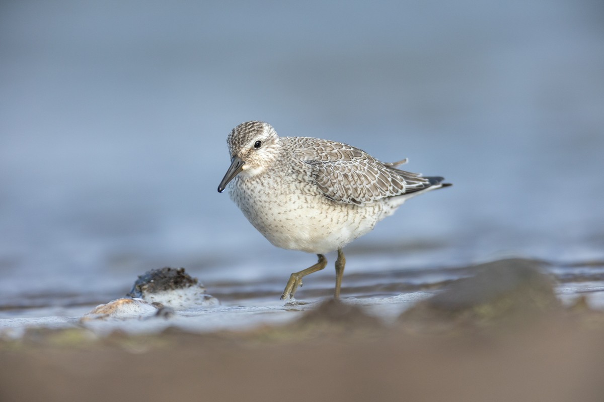 Red Knot - David Knobloch